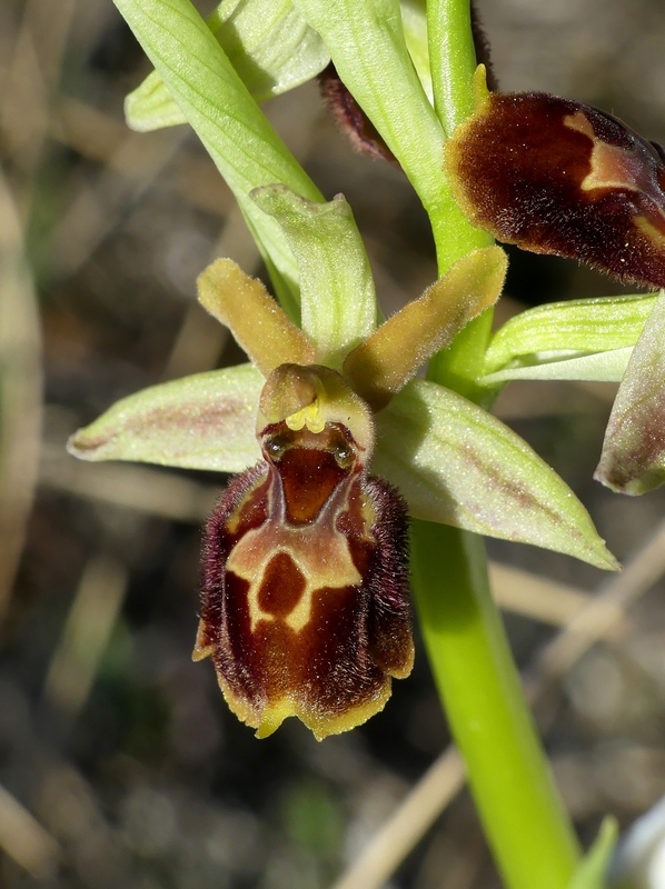 Ophrys exaltata subsp. archipelagi in Abruzzo marzo e aprile 2019