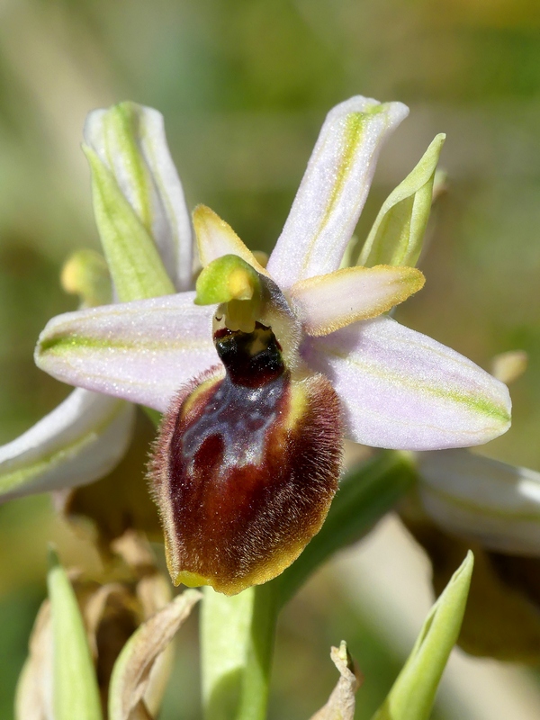 Ophrys exaltata subsp. archipelagi in Abruzzo marzo e aprile 2019