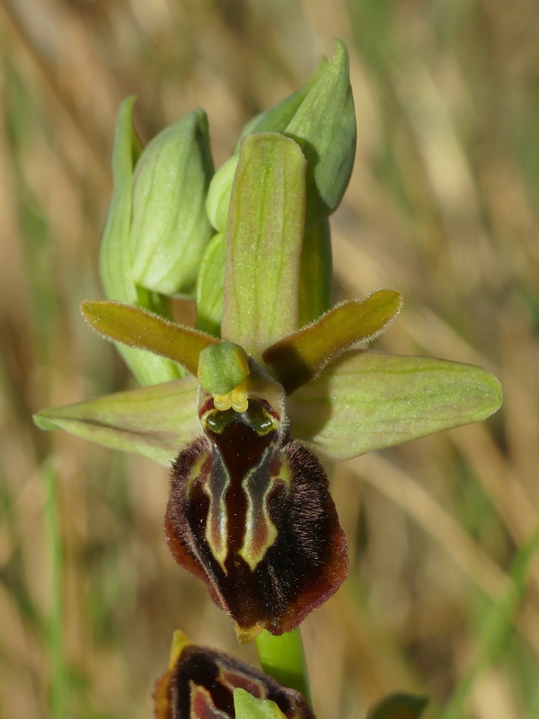 Ophrys exaltata subsp. archipelagi in Abruzzo marzo e aprile 2019