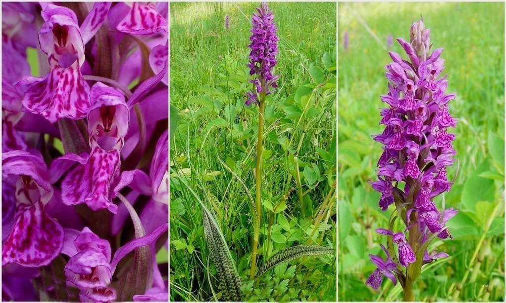 Dactylorhiza maculata s.l. (subsp. fuchsii e subsp.saccifera) luglio 2019 Lazio e Abruzzo