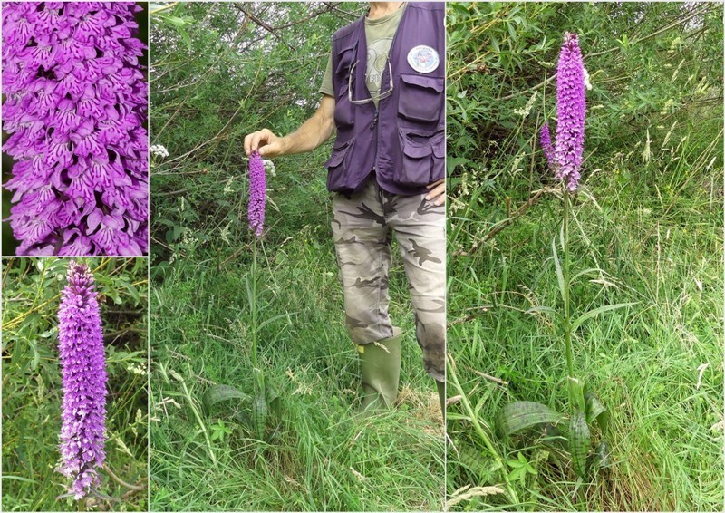 Dactylorhiza maculata s.l. (subsp. fuchsii e subsp.saccifera) luglio 2019 Lazio e Abruzzo