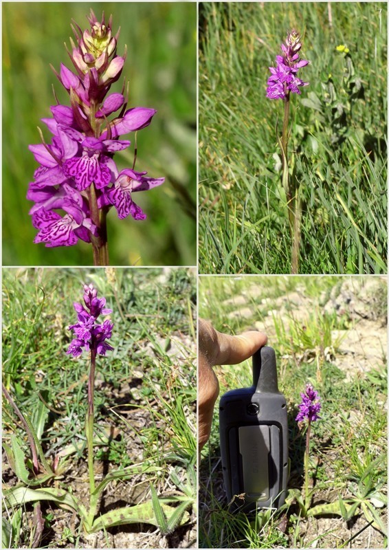 Dactylorhiza maculata s.l. (subsp. fuchsii e subsp.saccifera) luglio 2019 Lazio e Abruzzo