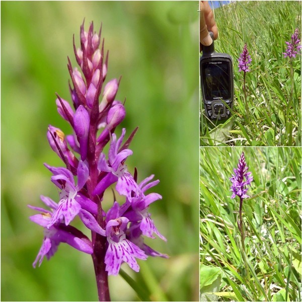 Dactylorhiza maculata s.l. (subsp. fuchsii e subsp.saccifera) luglio 2019 Lazio e Abruzzo