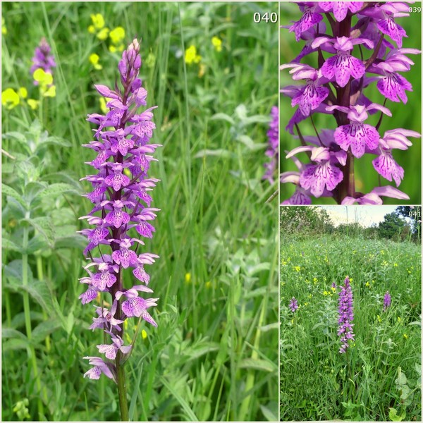 Dactylorhiza maculata s.l. (subsp. fuchsii e subsp.saccifera) luglio 2019 Lazio e Abruzzo