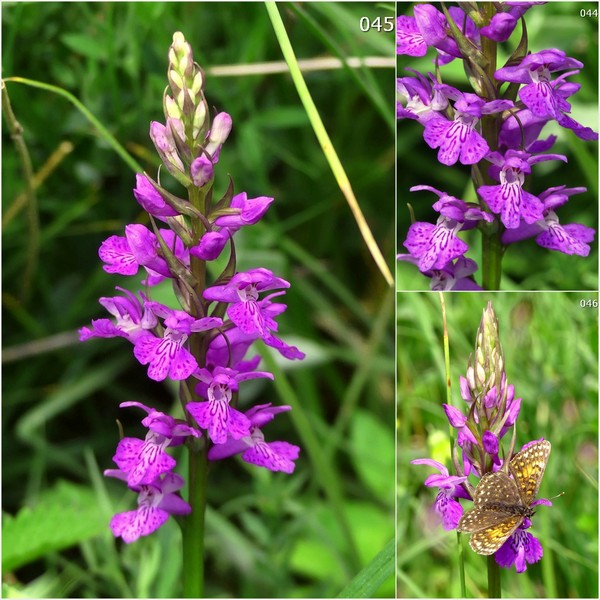 Dactylorhiza maculata s.l. (subsp. fuchsii e subsp.saccifera) luglio 2019 Lazio e Abruzzo