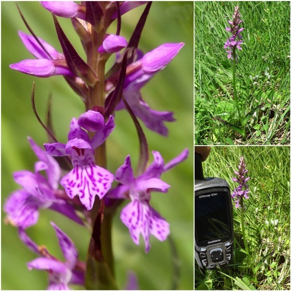 Dactylorhiza maculata s.l. (subsp. fuchsii e subsp.saccifera) luglio 2019 Lazio e Abruzzo