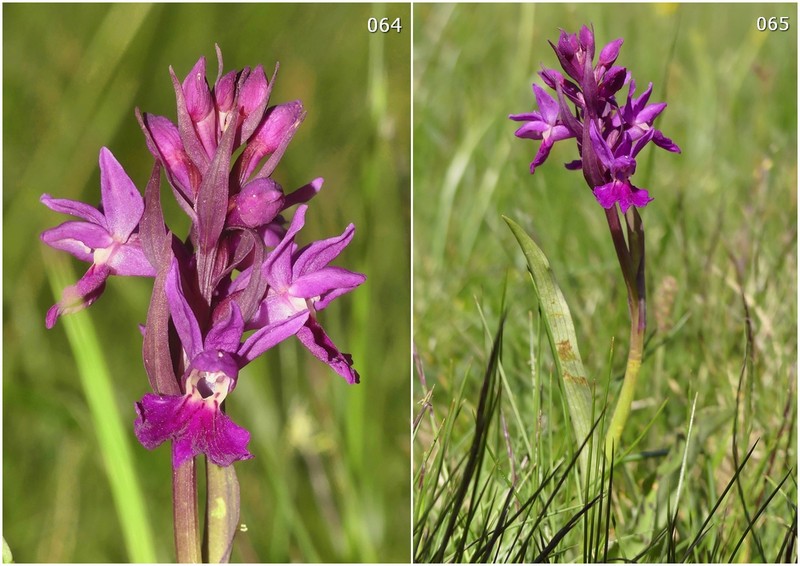 Dactylorhiza maculata s.l. (subsp. fuchsii e subsp.saccifera) luglio 2019 Lazio e Abruzzo