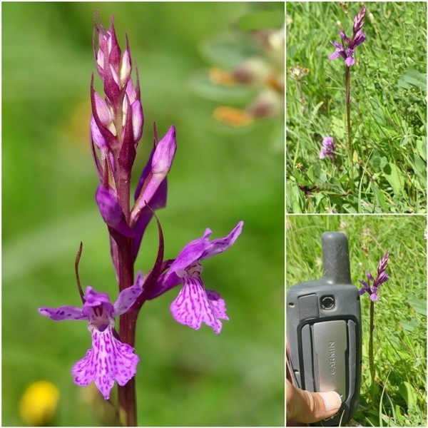 Dactylorhiza maculata s.l. (subsp. fuchsii e subsp.saccifera) luglio 2019 Lazio e Abruzzo