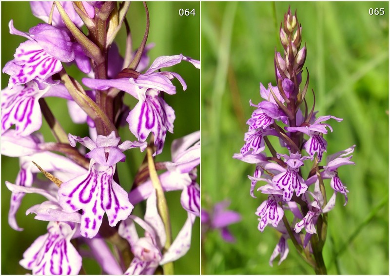 Dactylorhiza maculata s.l. (subsp. fuchsii e subsp.saccifera) luglio 2019 Lazio e Abruzzo