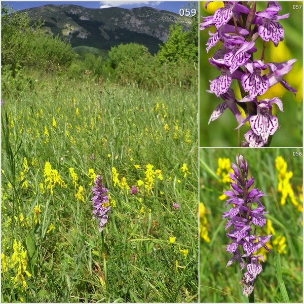 Dactylorhiza maculata s.l. (subsp. fuchsii e subsp.saccifera) luglio 2019 Lazio e Abruzzo