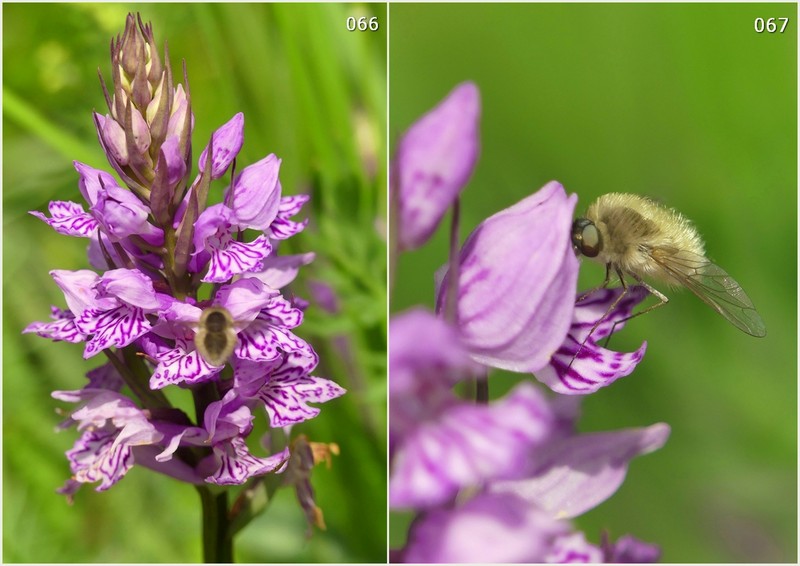 Dactylorhiza maculata s.l. (subsp. fuchsii e subsp.saccifera) luglio 2019 Lazio e Abruzzo