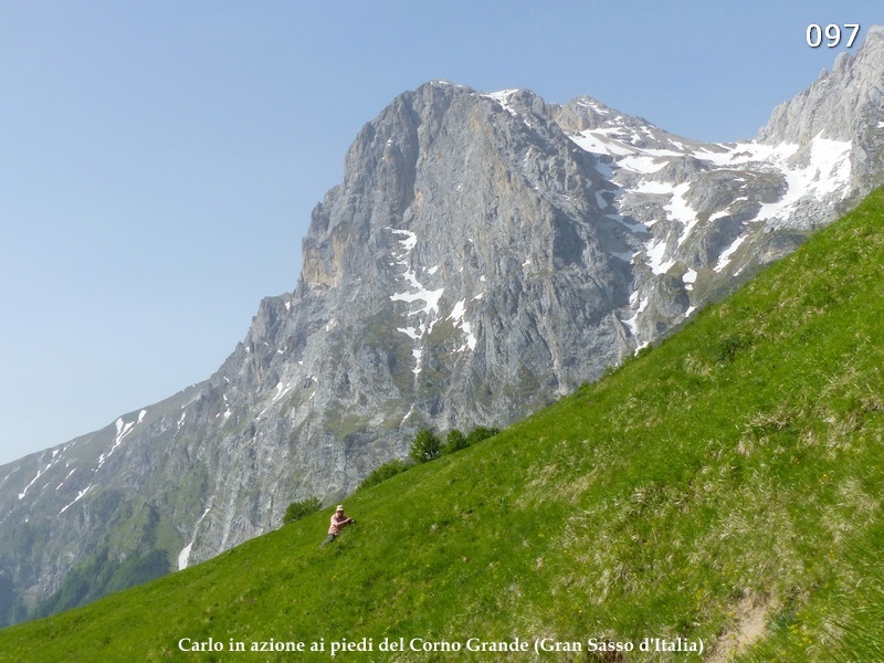 Dactylorhiza maculata s.l. (subsp. fuchsii e subsp.saccifera) luglio 2019 Lazio e Abruzzo