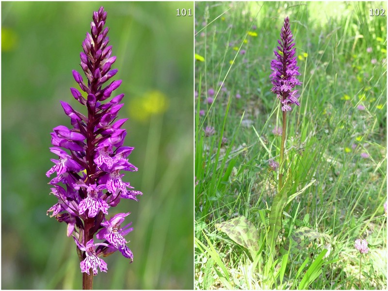 Dactylorhiza maculata s.l. (subsp. fuchsii e subsp.saccifera) luglio 2019 Lazio e Abruzzo