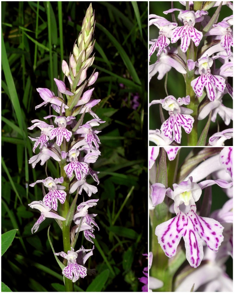 Dactylorhiza maculata s.l. (subsp. fuchsii e subsp.saccifera) luglio 2019 Lazio e Abruzzo