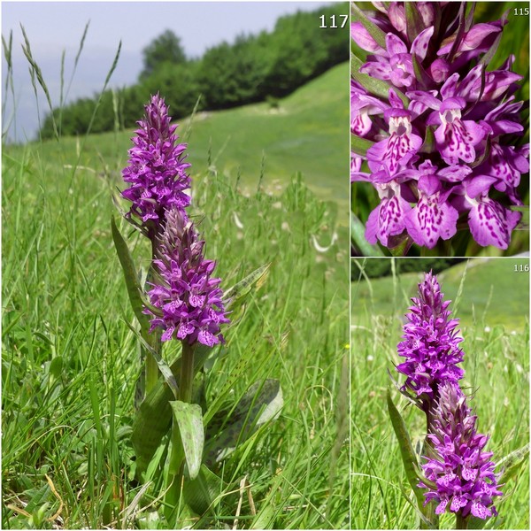 Dactylorhiza maculata s.l. (subsp. fuchsii e subsp.saccifera) luglio 2019 Lazio e Abruzzo