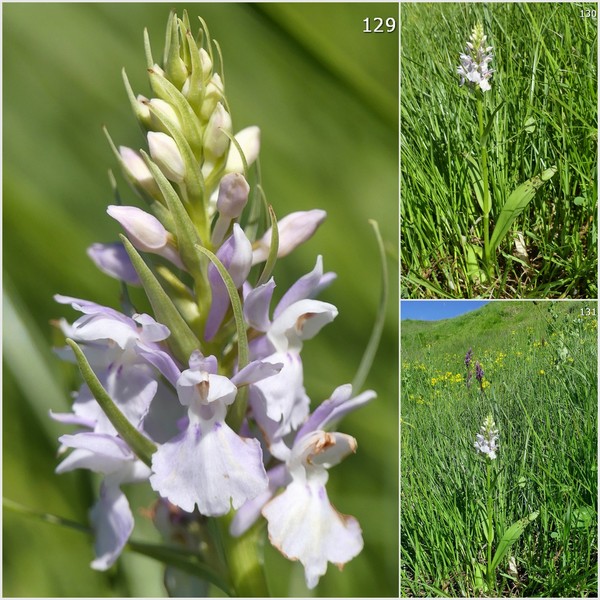 Dactylorhiza maculata s.l. (subsp. fuchsii e subsp.saccifera) luglio 2019 Lazio e Abruzzo