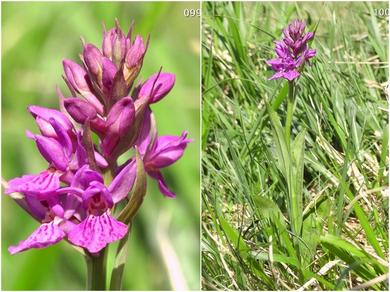 Dactylorhiza maculata s.l. (subsp. fuchsii e subsp.saccifera) luglio 2019 Lazio e Abruzzo