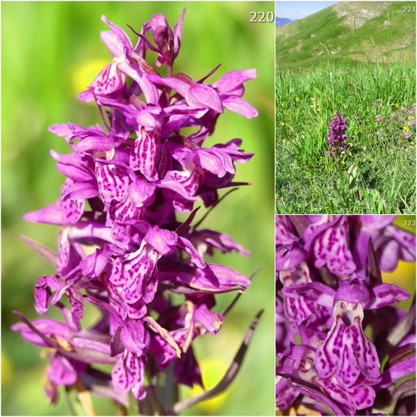 Dactylorhiza maculata s.l. (subsp. fuchsii e subsp.saccifera) luglio 2019 Lazio e Abruzzo