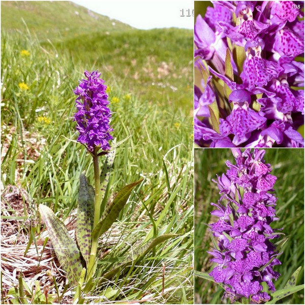 Dactylorhiza maculata s.l. (subsp. fuchsii e subsp.saccifera) luglio 2019 Lazio e Abruzzo