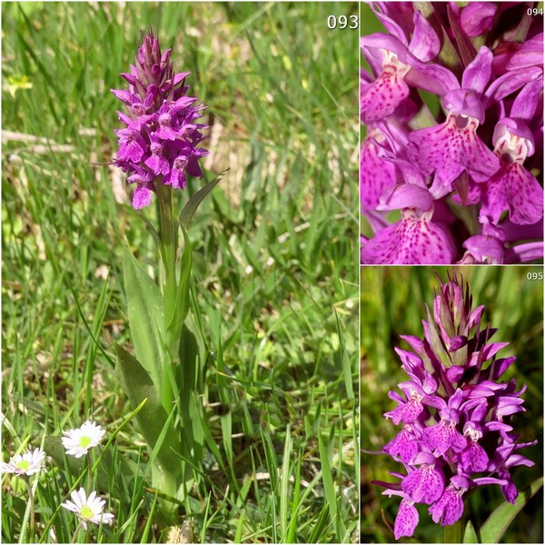 Dactylorhiza maculata s.l. (subsp. fuchsii e subsp.saccifera) luglio 2019 Lazio e Abruzzo