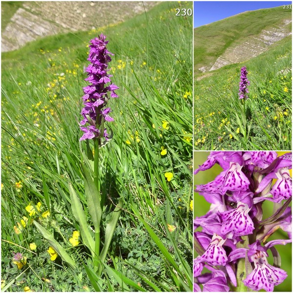 Dactylorhiza maculata s.l. (subsp. fuchsii e subsp.saccifera) luglio 2019 Lazio e Abruzzo