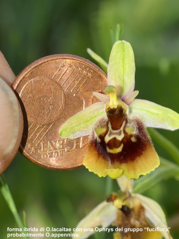 Ophrys lacaitae: la regina delle Ophrys prov. Frosinone  2020