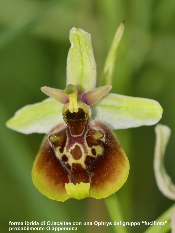 Ophrys lacaitae: la regina delle Ophrys prov. Frosinone  2020