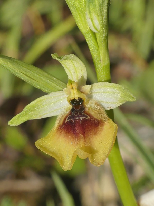 Ophrys lacaitae: la regina delle Ophrys prov. Frosinone  2020