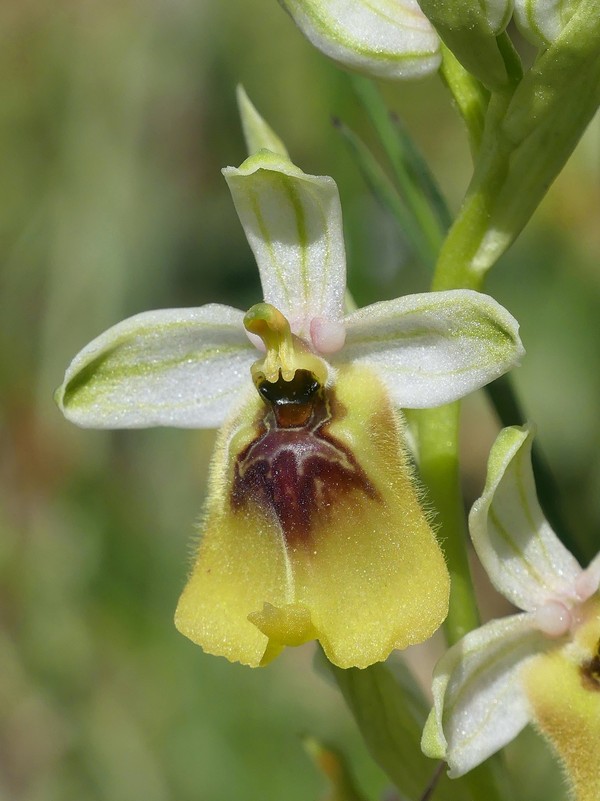 Ophrys lacaitae: la regina delle Ophrys prov. Frosinone  2020