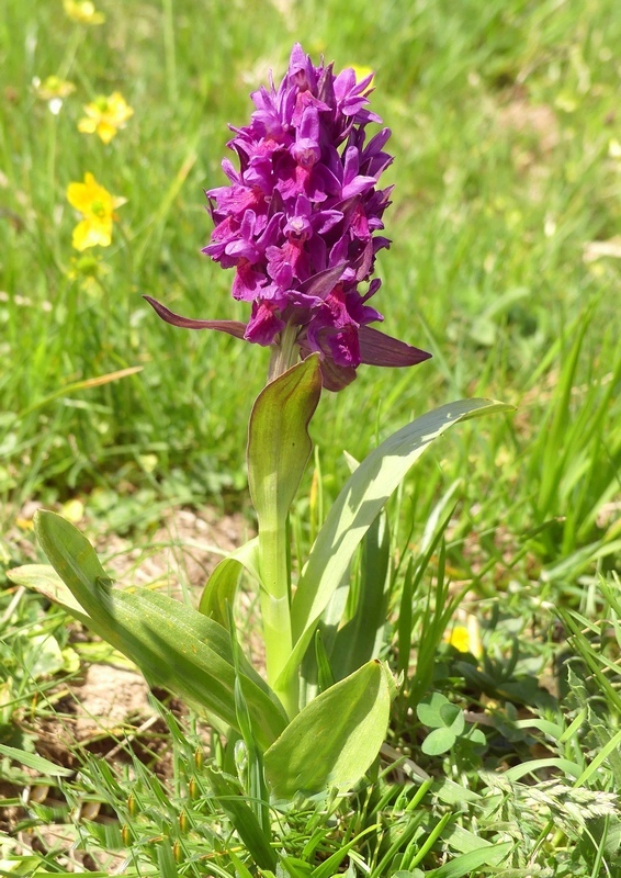 Dactylorhiza sambucina  Gran Sasso dItalia  giugno 2019