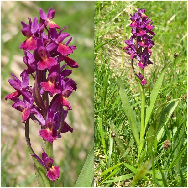 Dactylorhiza sambucina  Gran Sasso dItalia  giugno 2019