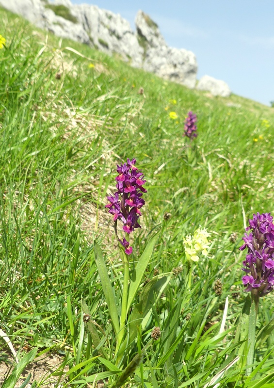 Dactylorhiza sambucina  Gran Sasso dItalia  giugno 2019