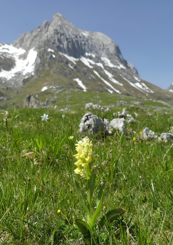 Dactylorhiza sambucina  Gran Sasso dItalia  giugno 2019