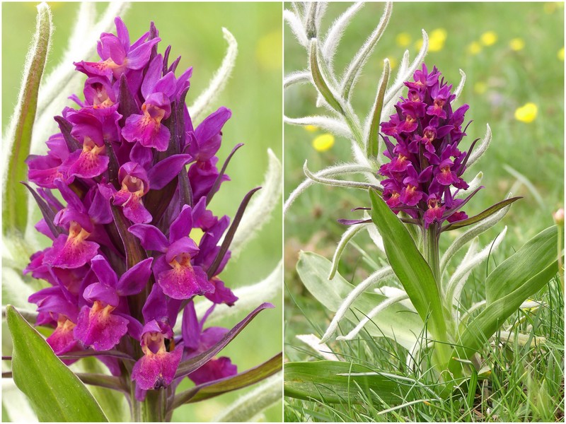 Dactylorhiza sambucina  Gran Sasso dItalia  giugno 2019