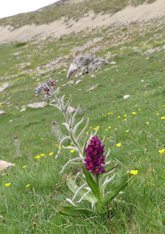 Dactylorhiza sambucina  Gran Sasso dItalia  giugno 2019