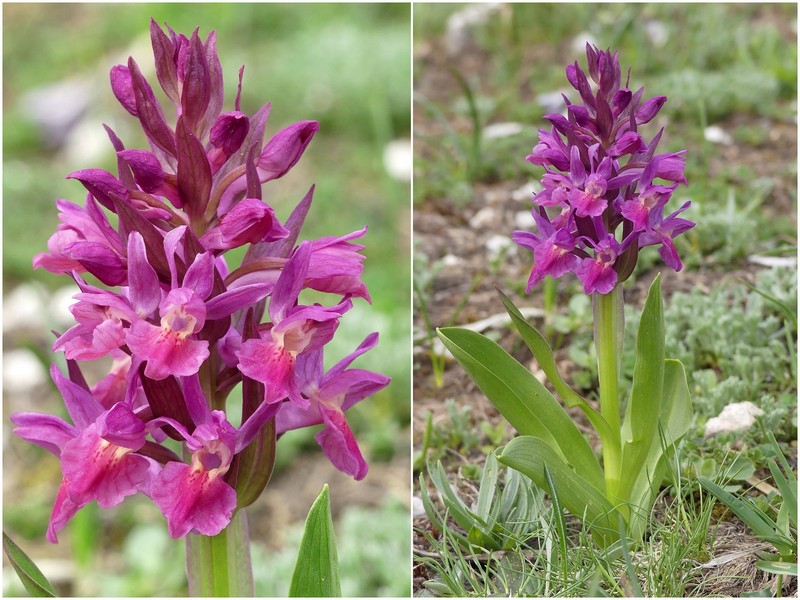 Dactylorhiza sambucina  Gran Sasso dItalia  giugno 2019