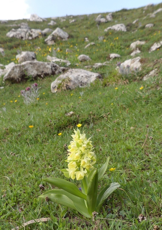 Dactylorhiza sambucina  Gran Sasso dItalia  giugno 2019