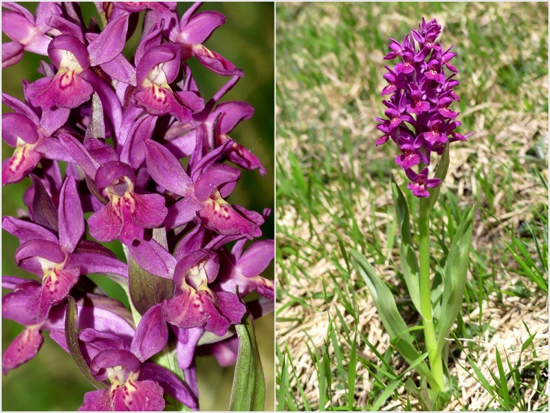 Dactylorhiza sambucina  Gran Sasso dItalia  giugno 2019