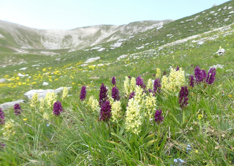 Dactylorhiza sambucina  Gran Sasso dItalia  giugno 2019