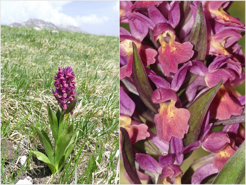 Dactylorhiza sambucina  Gran Sasso dItalia  giugno 2019