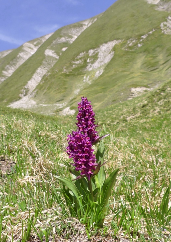 Dactylorhiza sambucina  Gran Sasso dItalia  giugno 2019