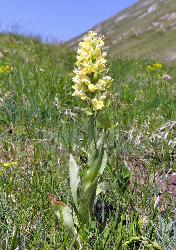 Dactylorhiza sambucina  Gran Sasso dItalia  giugno 2019