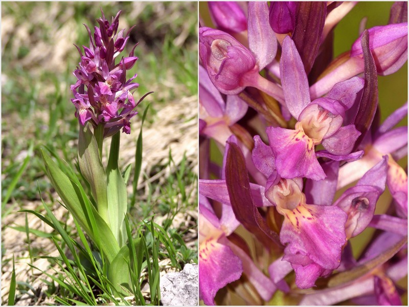 Dactylorhiza sambucina  Gran Sasso dItalia  giugno 2019