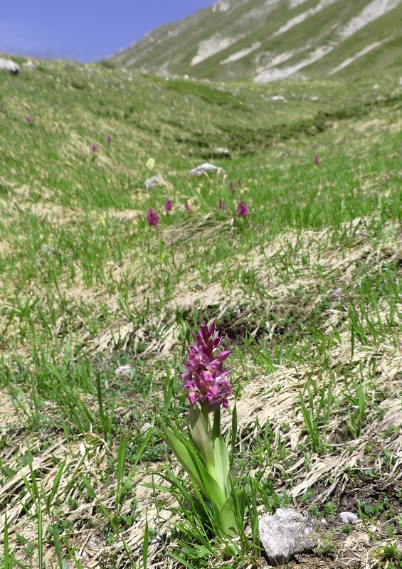 Dactylorhiza sambucina  Gran Sasso dItalia  giugno 2019