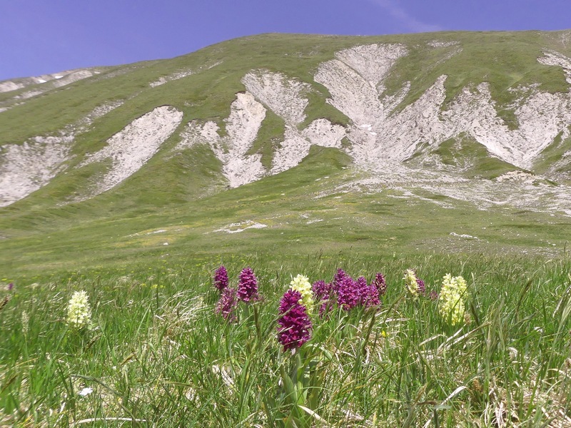 Dactylorhiza sambucina  Gran Sasso dItalia  giugno 2019