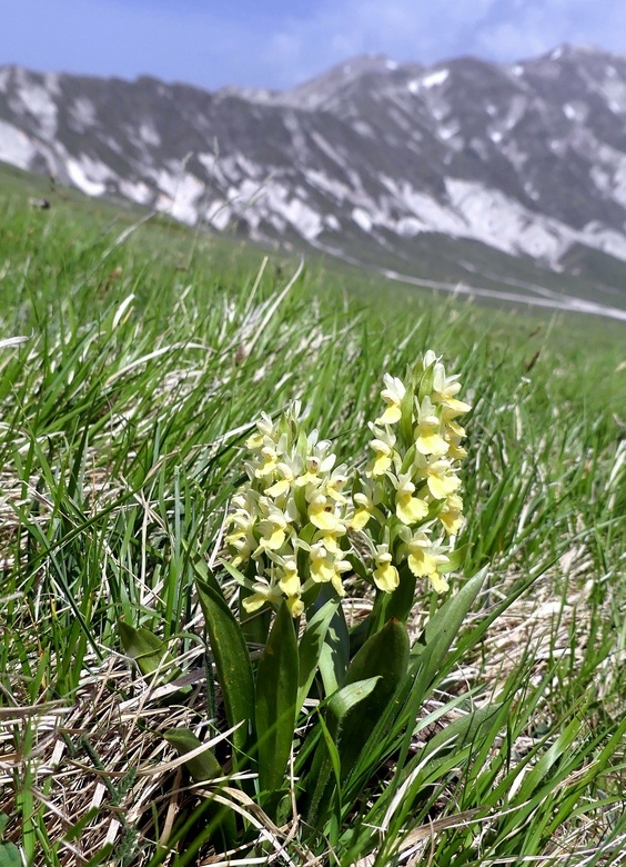 Dactylorhiza sambucina  Gran Sasso dItalia  giugno 2019