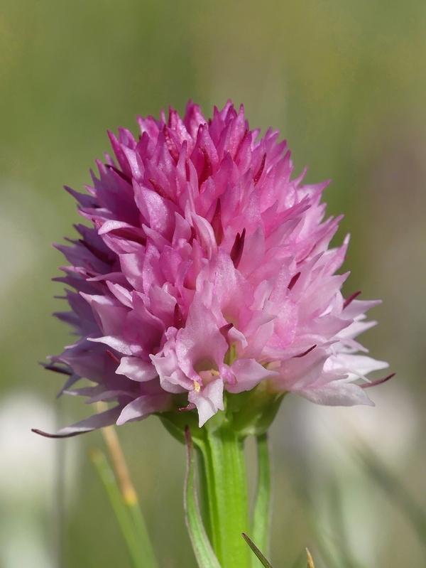 Nigritella widderi sui Monti della Laga (Rieti/LAquila) luglio 2019