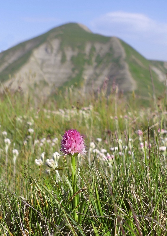 Nigritella widderi sui Monti della Laga (Rieti/LAquila) luglio 2019