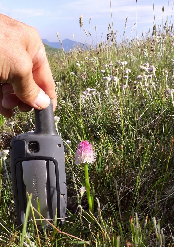 Nigritella widderi sui Monti della Laga (Rieti/LAquila) luglio 2019