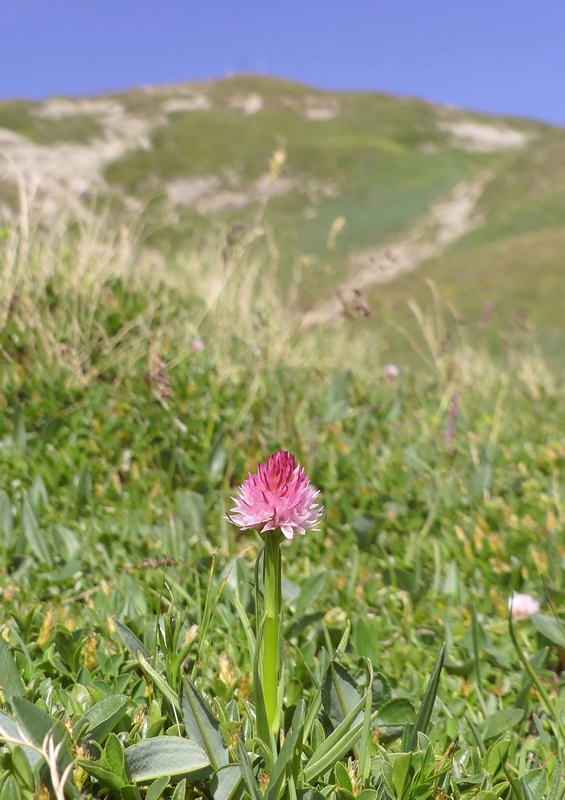 Nigritella widderi sui Monti della Laga (Rieti/LAquila) luglio 2019